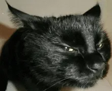 08116ec384f1e40583c5b65af1bdd5f3ef073068e829f540ca4c9aded5bb26af.gif