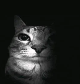a80313249f3bbd66696c340cf4339abe316eb18fd05c8c526bfbd283a2c51846.jpg