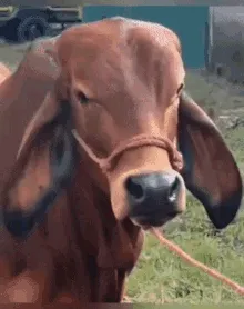 edc04a1e61e033dda6f3163516b23dc839be20f2e50d4cb36fbf70cb46fe39f4.gif